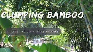 2021 Arizona 9B Garden Clumping Bamboo Tour [upl. by Hermy]