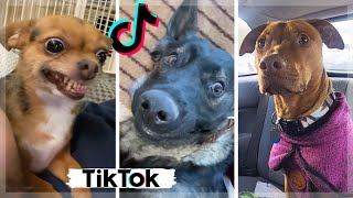 Funniest Dogs of TIK TOK  Cutest Puppies of TikTok  Ultimate Compilation 😍 [upl. by Learsi]