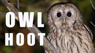 Tawny OWL call at night bird sounds and noises [upl. by Marmion422]