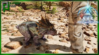 Ark Ascended  New Taming Method  How to Claim Wild Baby Dinosaurs [upl. by Gabie]