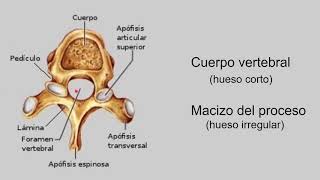 Radiología  Anatomía I  Raquis parte 1 [upl. by Einnob121]