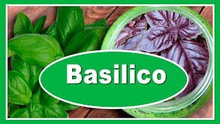 Basilico benefici per la salute  Proprietà usi e controindicazioni [upl. by Hendrick]