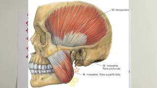 ANATOMİ22KONUTemporal Bölge ve Çiğneme Kasları [upl. by Yerd]