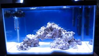 10 Gallon Reef Tank Day 7 Lots of new TOYS [upl. by Yruok333]