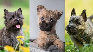 Cairn terrier  Funny and Cute dog video compilation in 2022 [upl. by Anelyak164]