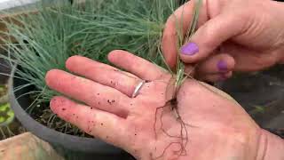 How to propagate ornamental grasses Blue Fescue  Save money and multiply landscape plants [upl. by Oemac]