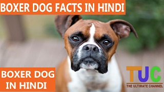 Boxer Dog Facts In Hindi  Dog Facts  Popular Dogs  The Ultimate Channel [upl. by Amat]