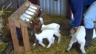 Bottle Feeding Group of young Boer goat kids [upl. by Orfield512]