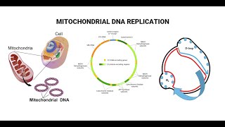 Mitochondrial DNA And D Loop Replication [upl. by Apgar]