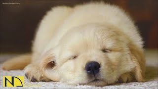 20 HOURS of Deep Sleep Dog Calming Music🐶🎵Anti Separation Anxiety Relief Music🎵Dog Music💖 NadanMusic [upl. by Oilejor164]