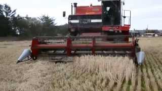 Massey Ferguson 860 combine working in Aberdeenshire [upl. by Barbaresi]