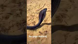 Jay goga Maharaj gogaofficial video snake subscribe [upl. by Odlareg]