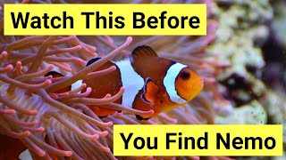 9 Things You Need To Know About Keeping Clownfish [upl. by Lawler]