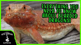 DO BEARDED DRAGONS MAKE GOOD PETS [upl. by Hallie]