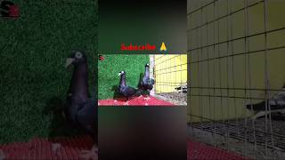 Fancy pigeon loft most beautiful kobutor pigeon bird viralvideo ytshort yt [upl. by Anaes492]