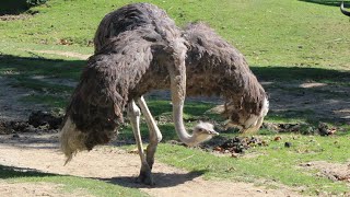 Ostrich chases wildebeests amp zebras  ZooParc De Beauval [upl. by Janey]