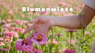 Wundervolle Blumenwiese Entspannung mit leise Musik [upl. by Ettevram]