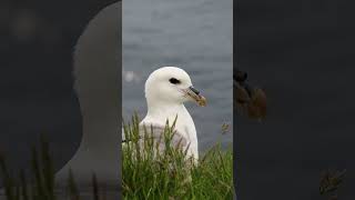 Fulmars Gross Defence Mechanism [upl. by Evangelia244]