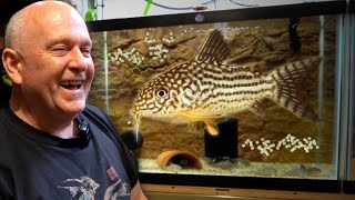 BREEDING Corydoras  50 Years of Experience [upl. by Cheatham]