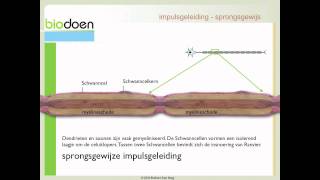 Biodoen  impulsgeleiding 3 van 5 [upl. by Molly628]