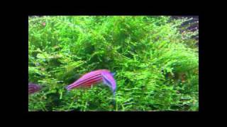 Zebra Danios Spawning And Breeding [upl. by Cave]