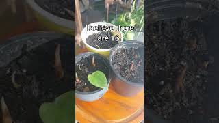 plants alocasia plantcare propagation houseplants youtubeshorts shorts shortsfeed fyp fypシ [upl. by Mcdowell]