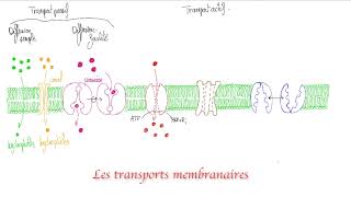 Les transports membranaires [upl. by Welker]