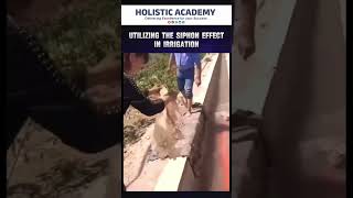 Utilization of the siphon Effect in Irrigation civilngineer holisticacademy shorts [upl. by Esylle]