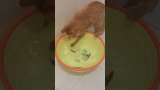 Cat Fish Recording Cat Daily Life Cute Pet Debut Plan Cats Confusing Behavior Assistant [upl. by Ecurb]