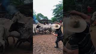 Enlazando ganado de a pie en los corrales llano vaqueria lazo [upl. by Ydnis]