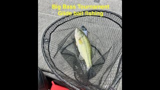 Big bass tournament  Summer Glide bait fishing  Watauga Lake [upl. by Voe641]