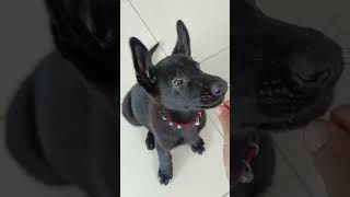 Zara🐕‍🦺Otur bekle komutu 🤗команда сидеть ждать [upl. by Nodrog788]