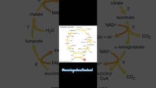 TRICARBOXYLIC ACID CYCLENursingeducationlandbiochemistrycyclesmedicalnursingpulsewaheguru [upl. by Alleiram]