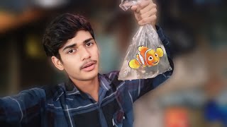 Nimo Fish Tank Setup  Fish Vlogs fish mini vlog aquarium molly fish breeding [upl. by Seda]