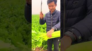 Celery harvesting shorts farming [upl. by Teerprah523]