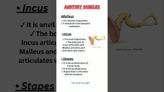 Auditory ossiclesear ossiclesauditoryossicles earossicles eartanatomyandphysiology [upl. by Hillman]