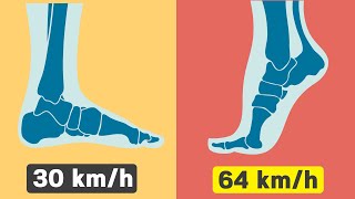 How Fast Humans Can Theoretically Run [upl. by Mancino]