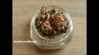 Rose of Jericho Resurrection Plant [upl. by Iover]