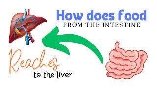 How does food from the intestine reaches to the liver Naked eye view of real mesentery [upl. by Enitnelav]