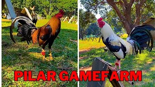 LETS GO TO BEAUTIFUL PILAR GAMEFARM [upl. by Einram463]