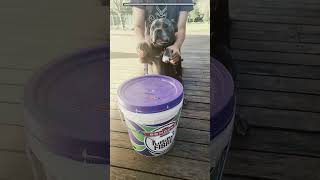 drums youtubeshorts staffies dog fyp viral [upl. by Faustus]