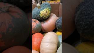 Different kinds of squash at Walmart Ash Flat AR USA quotPhilAm Country Livingquot [upl. by Urita]