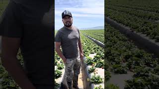 Estos es lo que se necesita para trabajar en el campo 🍓🌱 [upl. by Roana305]