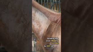 Understanding Dermatographia in Clipping Horses Identification Prevention and Treatment [upl. by Teodoro]