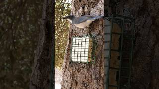 California ScrubJay 🐦Acrobatic Suet Raid californiascrubjay [upl. by Arocat]