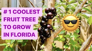 Jaboticaba  WEIRDO FRUIT TREE thats EASY to GROW in FLORIDA [upl. by Sol]