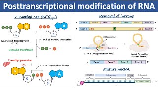 Posttranscriptional Modification of RNA  RNA processing  Biochemistry [upl. by Alemahs147]