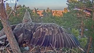 ELANG quotProses berkembang biak burung elangquot [upl. by Robma]