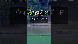 masanori TVの休日6 shorts golf ゴルフ [upl. by Yevrah]