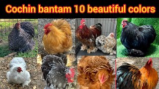 Cochin bantam chicken 10 most beautiful colors  Cochin bantam chickens breed bantam chicken price [upl. by Phippen]